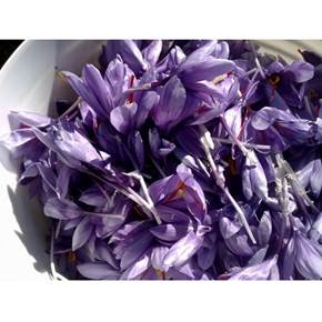 زعفران  سر سفری شماست