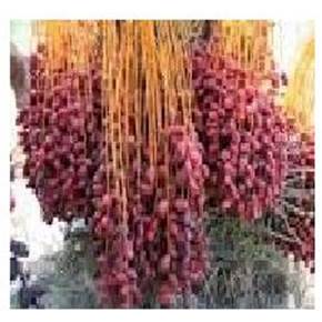 فروش خرمای مضافتی بم-خمیر خرما