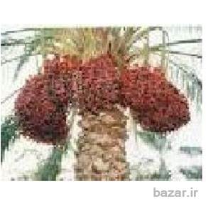 فروش خرمای مضافتی بم-خمیر خرما