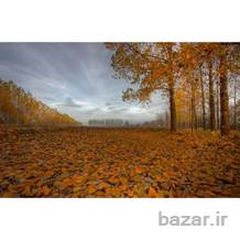 خریدار زمین و املاک در بهارستان