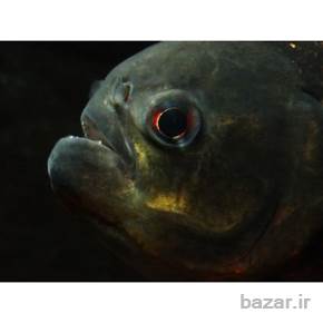 ماهی پیرانا