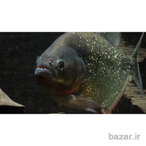 ماهی پیرانا