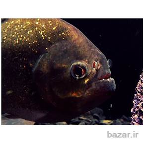 ماهی پیرانا