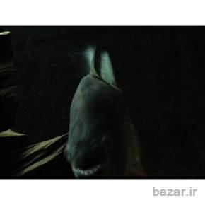ماهی پیرانا