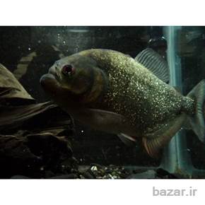 ماهی پیرانا